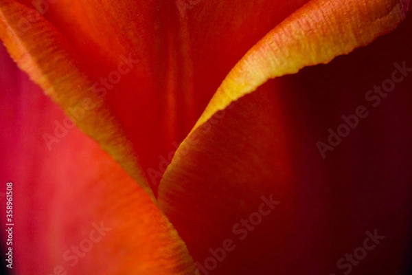 Fototapeta red tulip flower near. Macro