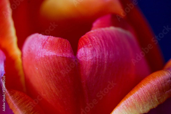 Fototapeta red tulip flower near. Macro