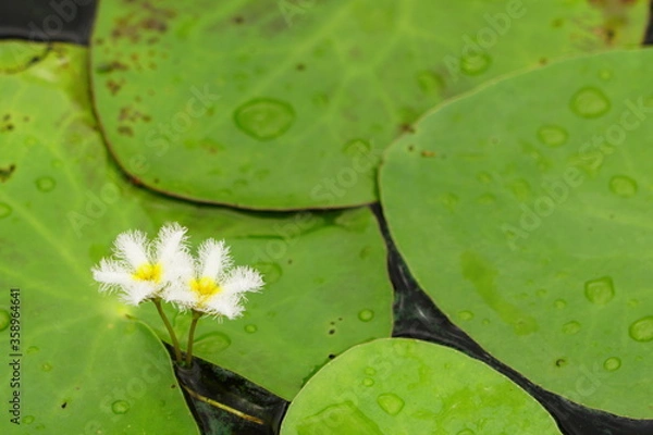 Obraz ガガブタの花