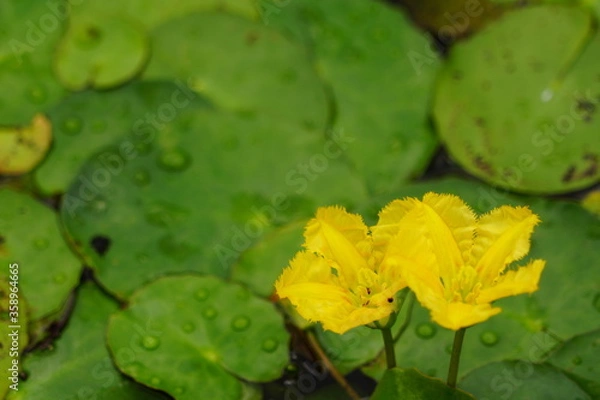 Obraz アサザの花