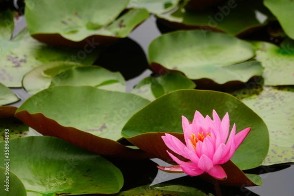 Obraz 長居植物園のスイレン