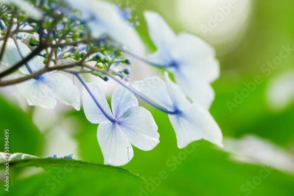 Obraz 日本の紫陽花