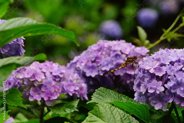 Obraz 日本の紫陽花