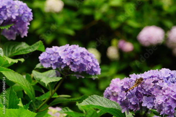 Obraz 日本の紫陽花