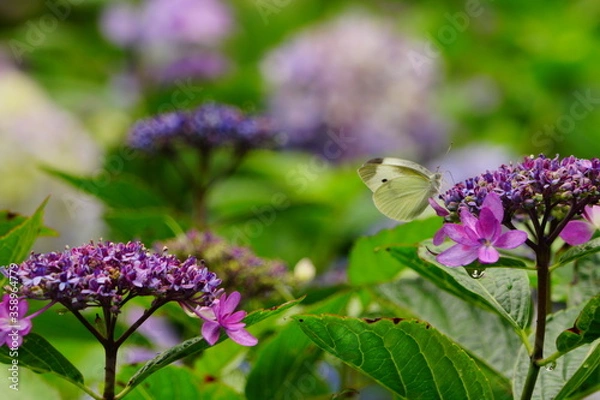 Obraz 日本の紫陽花