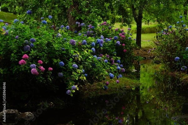 Obraz 日本の紫陽花