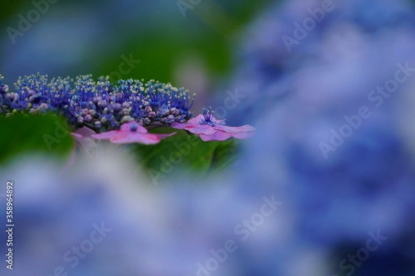 Obraz 日本の紫陽花