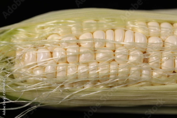 Fototapeta Close up White Hokkaido Corns with corn silk