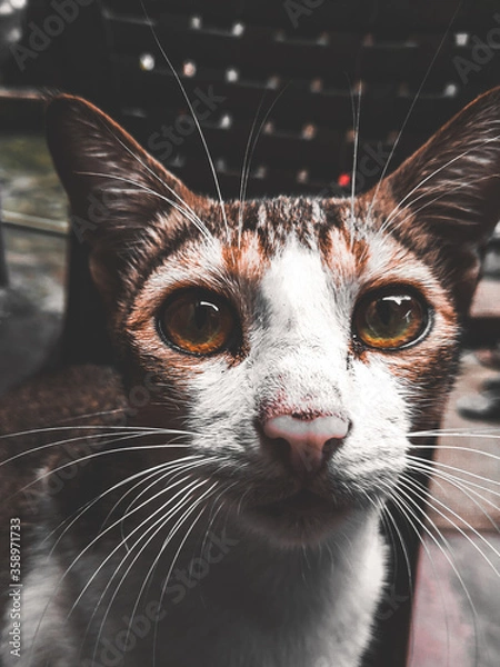 Obraz black and white cat