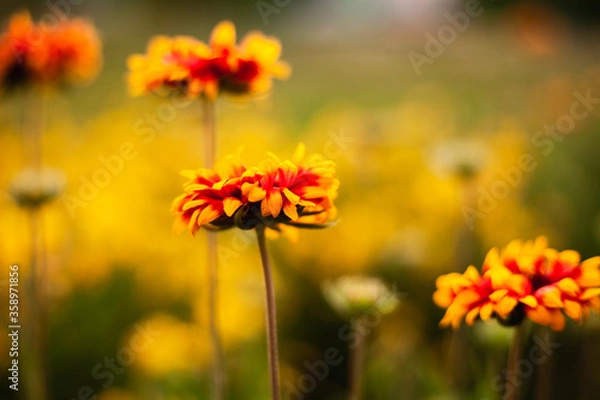 Fototapeta background image of flowers in the evening
