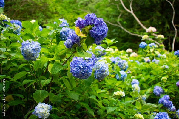 Fototapeta 紫陽花