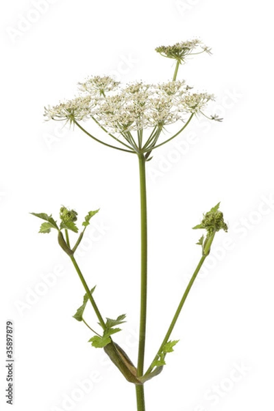 Obraz Wild Angelica flower
