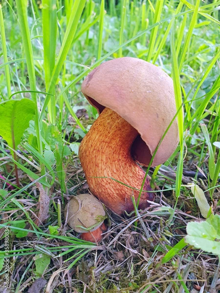 Fototapeta the first mushrooms appeared in the grass, a small Poddubnik (Neoboletus erythropus),  Boletus Boletus, Red-legged flight, Boletus erythropus