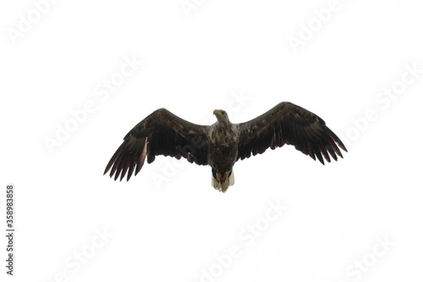 Obraz Seeadler im Flug