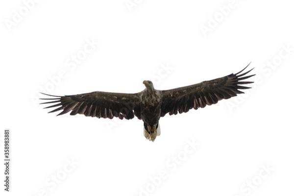Obraz Seeadler im Flug