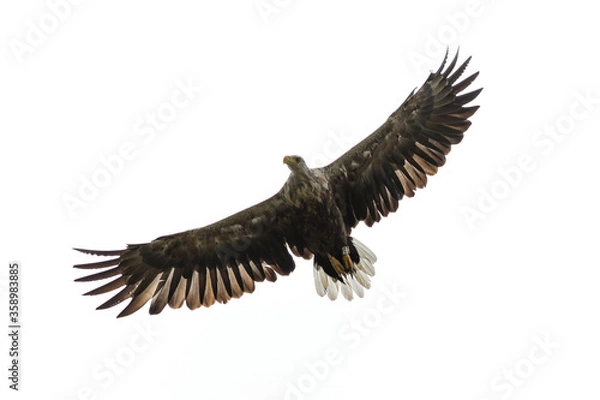 Obraz Seeadler im Flug