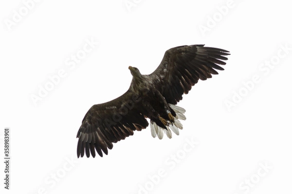 Obraz Seeadler im Flug