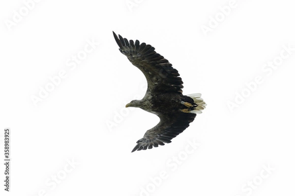 Obraz Seeadler im Flug