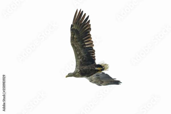 Obraz Seeadler im Flug
