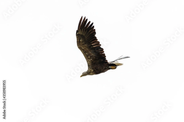 Obraz Seeadler im Flug