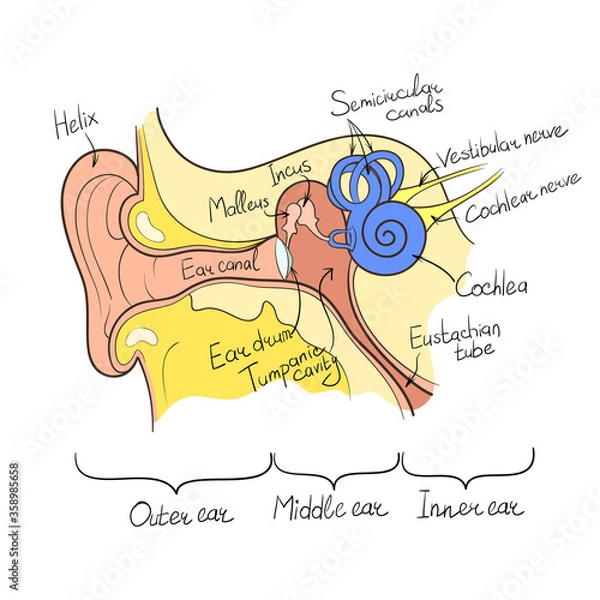Obraz ear anatomy outline vector illustration