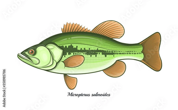Obraz Bass fish outline vector illustration