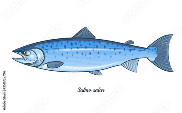Obraz Atlantic salmon fish outline vector illustration