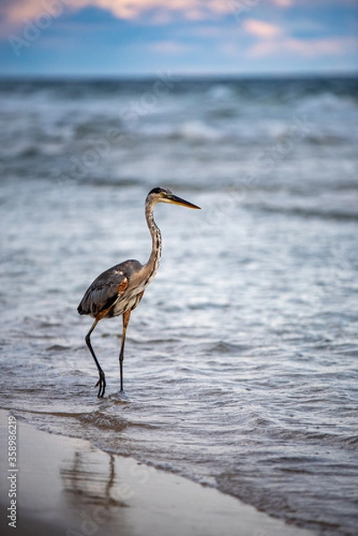 Obraz great blue heron