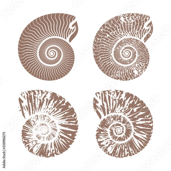 Obraz seashells nautilus vintage vector collection summer background illustration