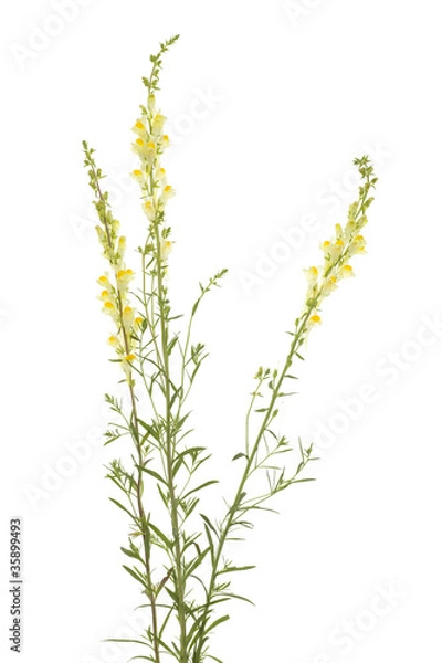 Obraz toadflax