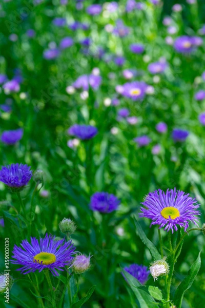 Fototapeta Field with purple flowers violet - green blurred background close-up
