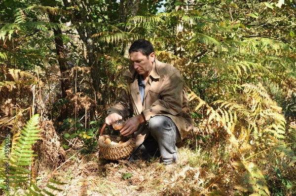 Obraz cueillette de champignons