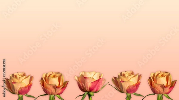 Obraz Apricot roses in a row background