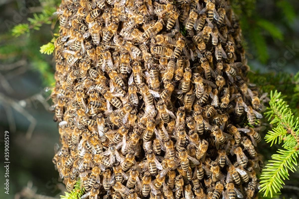 Obraz Swarming bees close up view