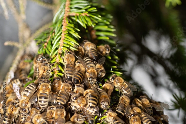 Obraz Bee cluster in a spruce