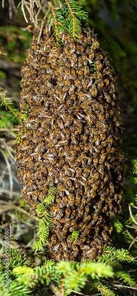 Obraz Bee cluster