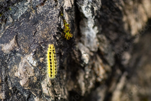 Obraz Caterpillar on a rock