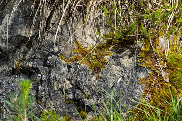 Obraz Stone, grass, moss