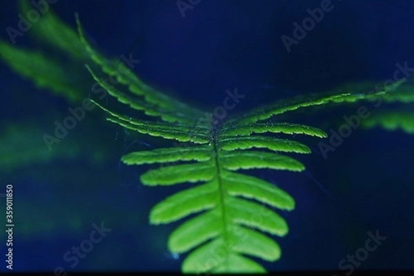 Obraz green fern leaf