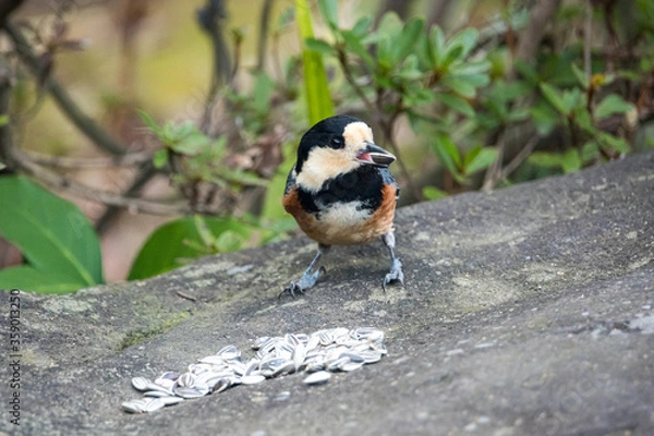 Obraz 餌をもらうヤマガラ