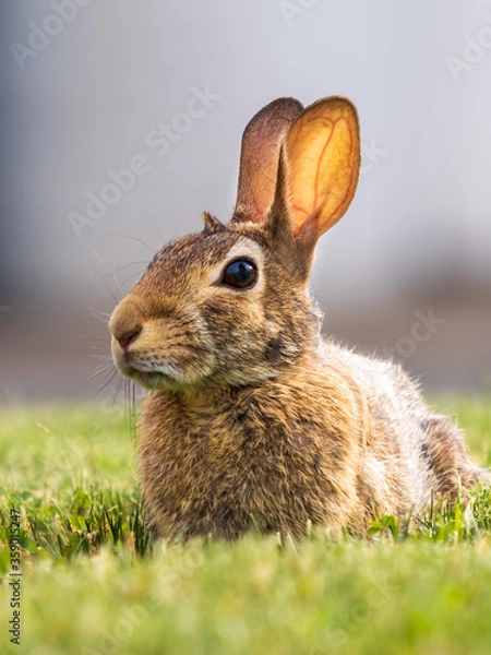 Obraz Backyard bunny rabbit with brown fur and his ears sticking straight up sitting in the green grass in the soft evening light.  Wildlife animals up close.