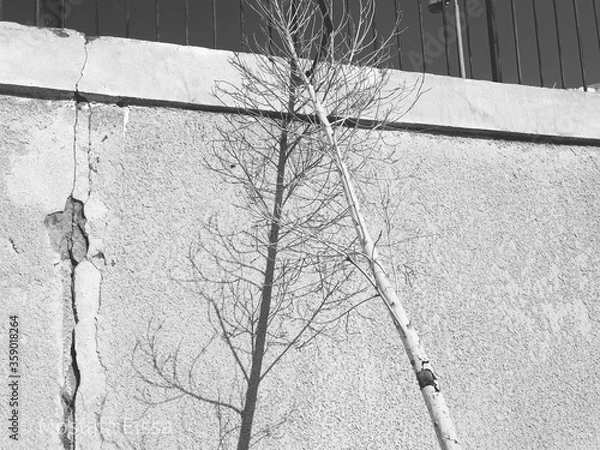 Obraz tree without water