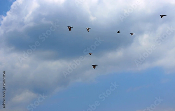 Fototapeta 하늘을 날으는 새