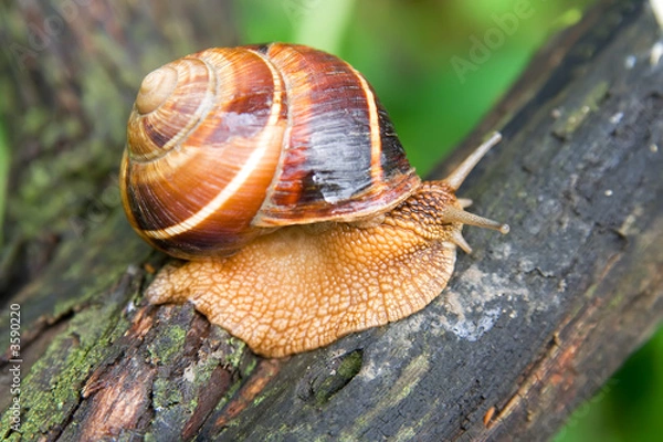 Fototapeta Snail in a Summer Garden 3