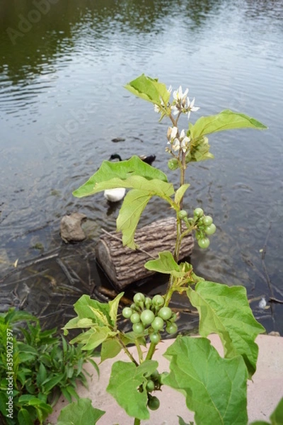 Obraz flores en el lago 