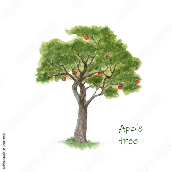 Obraz Watercolor Apple tree with fruit. Illustration