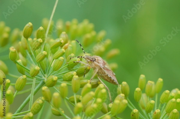Fototapeta Macro photography