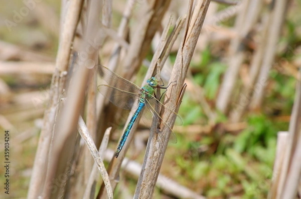 Obraz Dragonfly on the grass