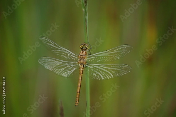 Obraz Dragonfly on a green twig
