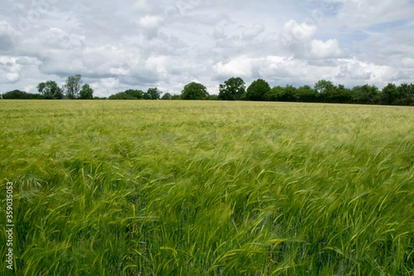 Fototapeta Wheat field with trees in background and cloudy sky